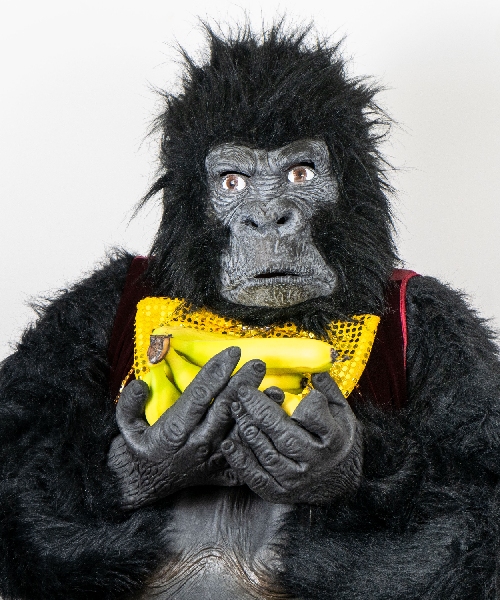 Gorilla Gram Sydney Singing Telegrams for Birthdays by a Gorilla